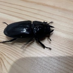 オオクワガタペア（愛知県産）の画像