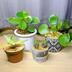 ランキングキーワードに紐づく投稿画像-観葉植物