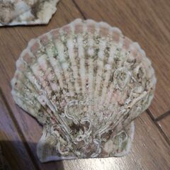 貝殻セット ハンドメイド素材　ホタテ　サザエ　牡蠣の画像