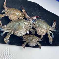 ワタリガニ、渡り蟹 くま様の画像