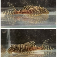 【なかひらぼめだか】キンペコ