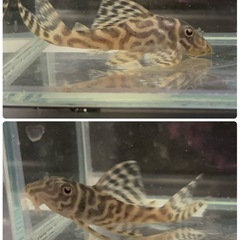 【なかひらぼめだか】キンペコ