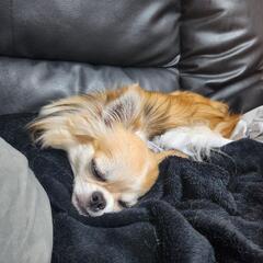 愛犬の犬見知り、人見知りを解消したい人いませんか？ − 埼玉県