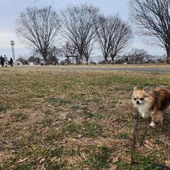 愛犬の犬見知り、人見知りを解消したい人いませんか？ - さいたま市