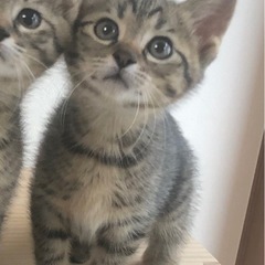 セサミブラザーズ！たくさん撫でて〜嬉しいな♡ネリ君