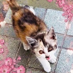 三毛猫　2〜3ヶ月くらいの子猫