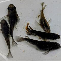 オロチ半ダルマ，ショート