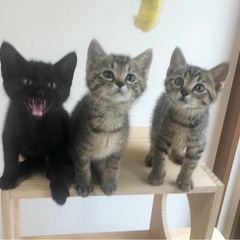 トライアル決定！☆しっぽピーンでご挨拶♡スリ君 - 北足立郡