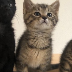 セサミブラザーズ☆しっぽピーンでご挨拶♡スリ君