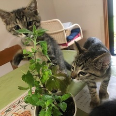 トライアル決定！☆しっぽピーンでご挨拶♡スリ君 − 埼玉県