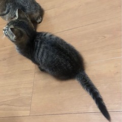 トライアル決定！☆しっぽピーンでご挨拶♡スリ君 - 猫