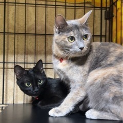 生後11ヶ月　パステルミケ♡黒ねこ♡三姉妹