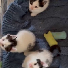 生後2ヶ月♡白黒の激かわ3兄妹
