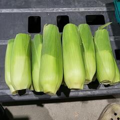 朝採りとうもろこし味来(ワケアリ)