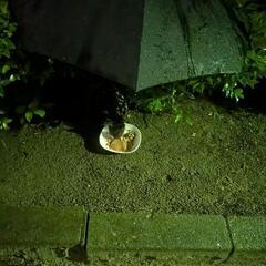 地域猫の里親さん探しています