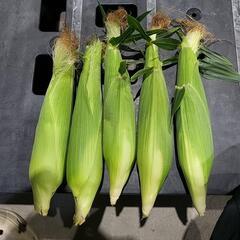 朝採りとうもろこし味来