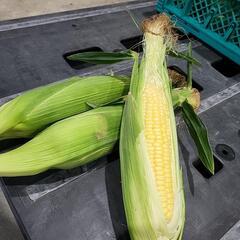 朝採りとうもろこし味来