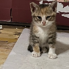 ちびすけ子猫
