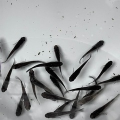 メダカ　オロチ選外　若魚〜成魚の画像