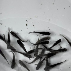 メダカ　オロチ選外　若魚〜成魚の画像