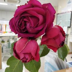 通話グルチャ(メンタル持ち)〜憩いの場〜