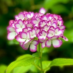 6月8日（日）鎌倉さんぽの画像