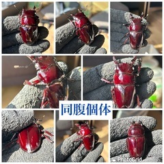 赤レギウスオオツヤクワガタ　白眼　雄単品の画像