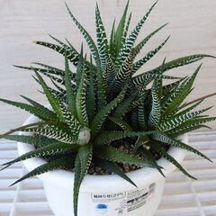 ハオルチア　十二の巻 　