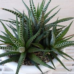 ハオルチア　十二の巻 　の画像