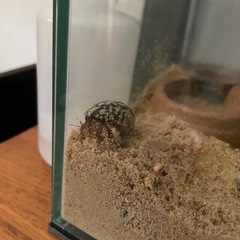 値下げ！　オカヤドカリ　6匹　まとめてお譲りします の画像