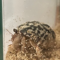 値下げ！　オカヤドカリ　6匹　まとめてお譲りします の画像