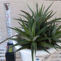 ハオルチア　十二の巻 　の画像