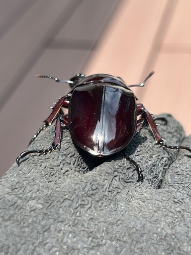 赤レギウスオオツヤクワガタ雄単品 (ぴろ) 東静岡のその他の中古