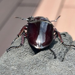 赤レギウスオオツヤクワガタ　雄単品の画像