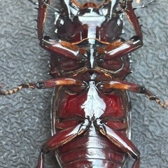 赤レギウスオオツヤクワガタ　雄単品の画像