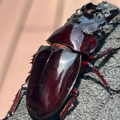 赤レギウスオオツヤクワガタ　雄単品の画像