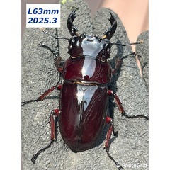 赤レギウスオオツヤクワガタ　雄単品
