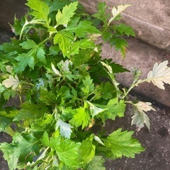 🌱沖縄の万能薬草フーチバー挿し木用　根っ子付③  の画像