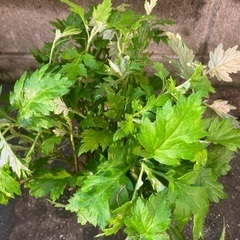 🌱沖縄の万能薬草フーチバー挿し木用　根っ子付③  の画像