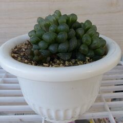 ハオルチア オブツーサ