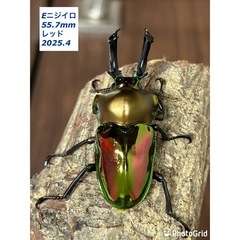 ニジイロクワガタ　ペア　微青血統
