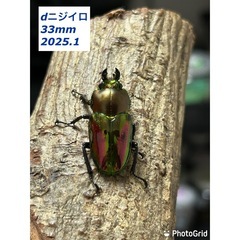ニジイロクワガタ　ペア　微青血統の画像