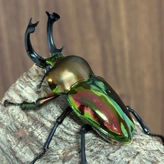 ニジイロクワガタ　ペア　微青血統の画像