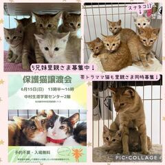 保護猫の譲渡会開催ニャ！2025/6/15(日) 名古屋市 中村区