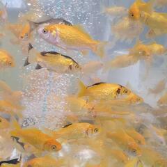 珍種 黄鱗 金魚