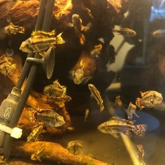 アピスト　カカトィデスの画像