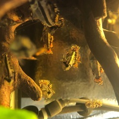 アピスト　カカトィデスの画像