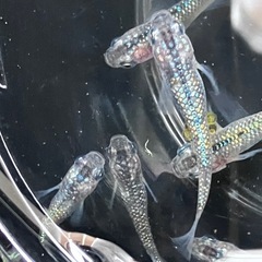 メダカ　煌めきラメ　1ペア