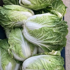 白菜 1個 200円の画像