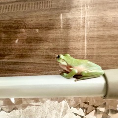購入したばかりのイエアメガエル　お譲りしますの画像
